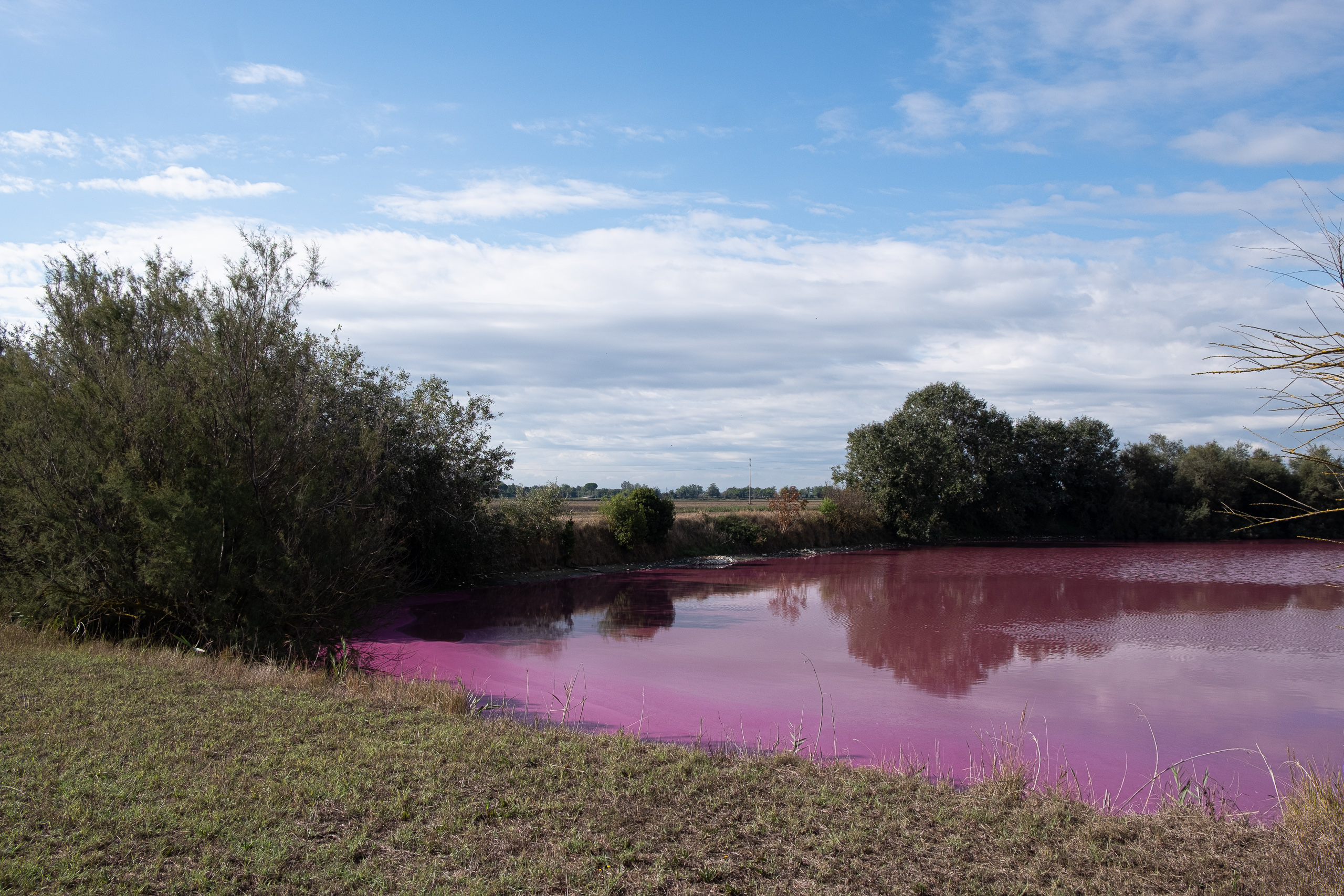 Pink gefärbter Teich – vermutlich Algen, kurz nach Ravenna